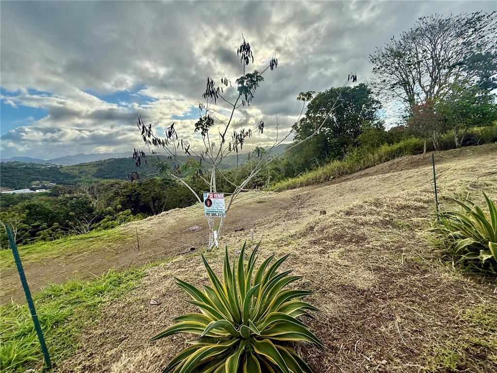 Sector Campo Bello, Cidra - 1