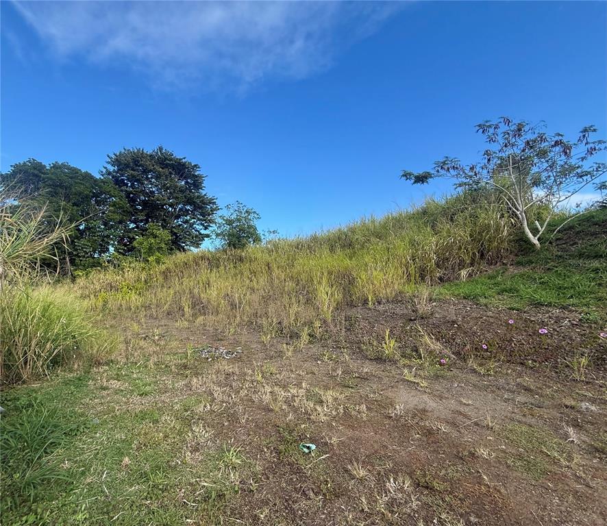 Sector Campo Bello, Cidra - 11