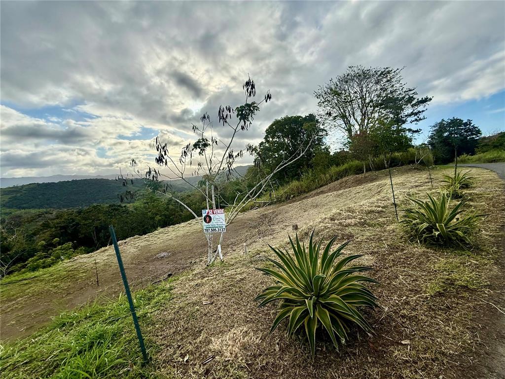 Sector Campo Bello, Cidra - 2