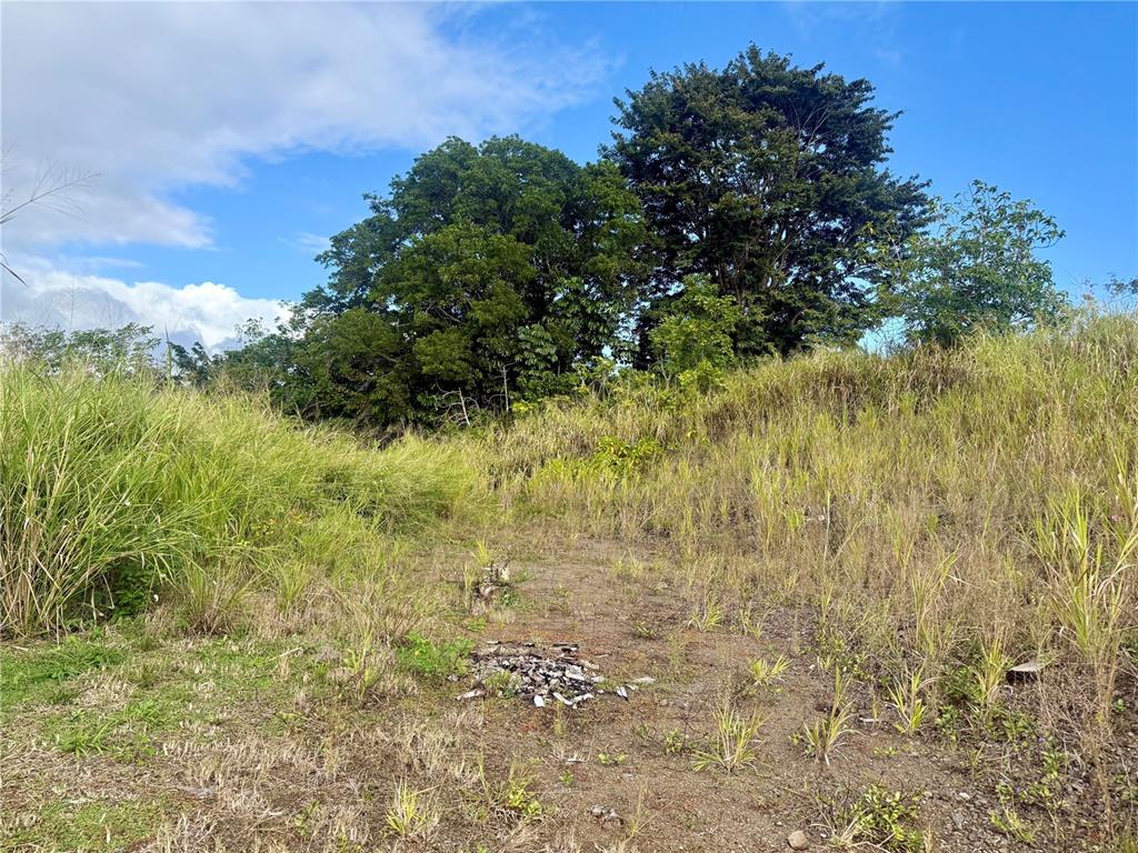 Sector Campo Bello, Cidra - 5