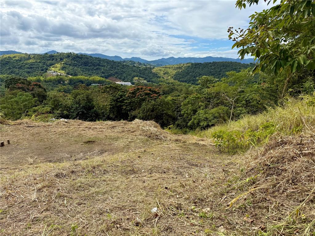 Sector Campo Bello, Cidra - 9