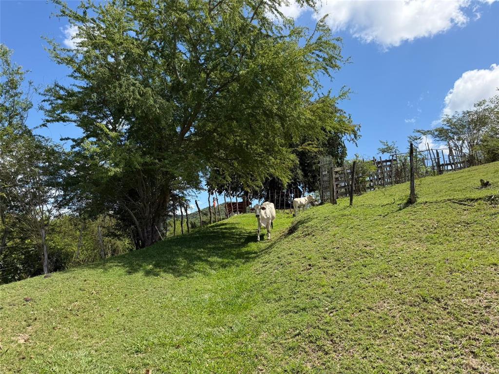 150, Santa Catalina, Coamo - 19