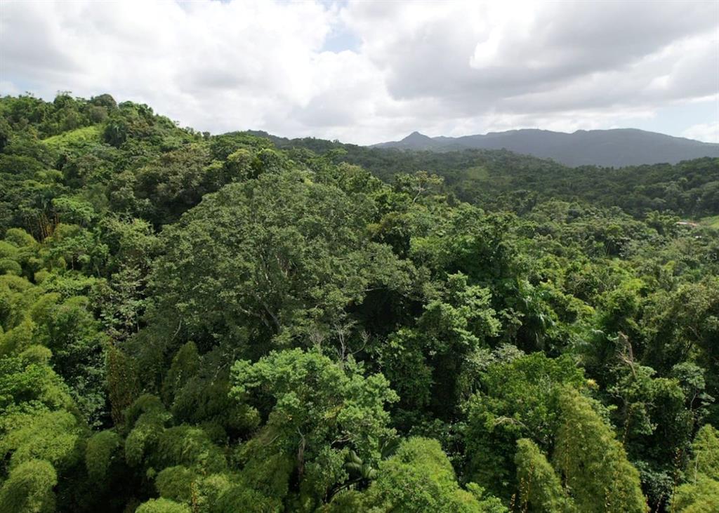 14, Camino Frank Ortiz Km 12.3, Mayaguez - 3
