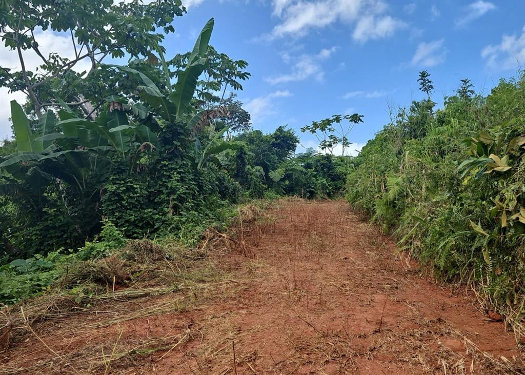 14, Camino Frank Ortiz Km 12.3, Mayaguez - 7