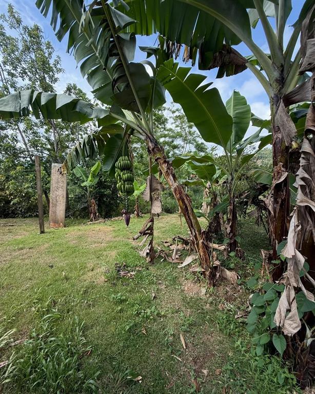 Bo Cerro Gordo, Bo Cerro Gordo, Bayamon - 13