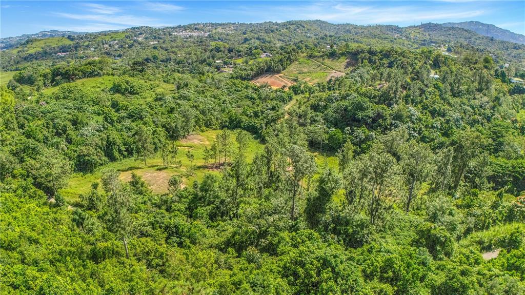 63, Sector Monticello, Cidra - 15