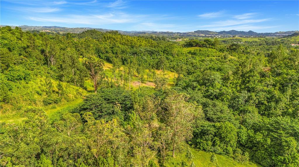 63, Sector Monticello, Cidra - 16