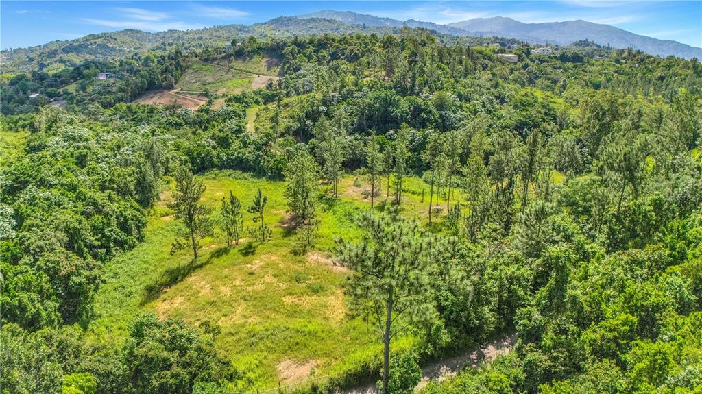 63, Sector Monticello, Cidra - 19