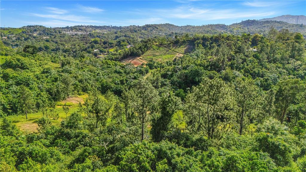 63, Sector Monticello, Cidra - 3