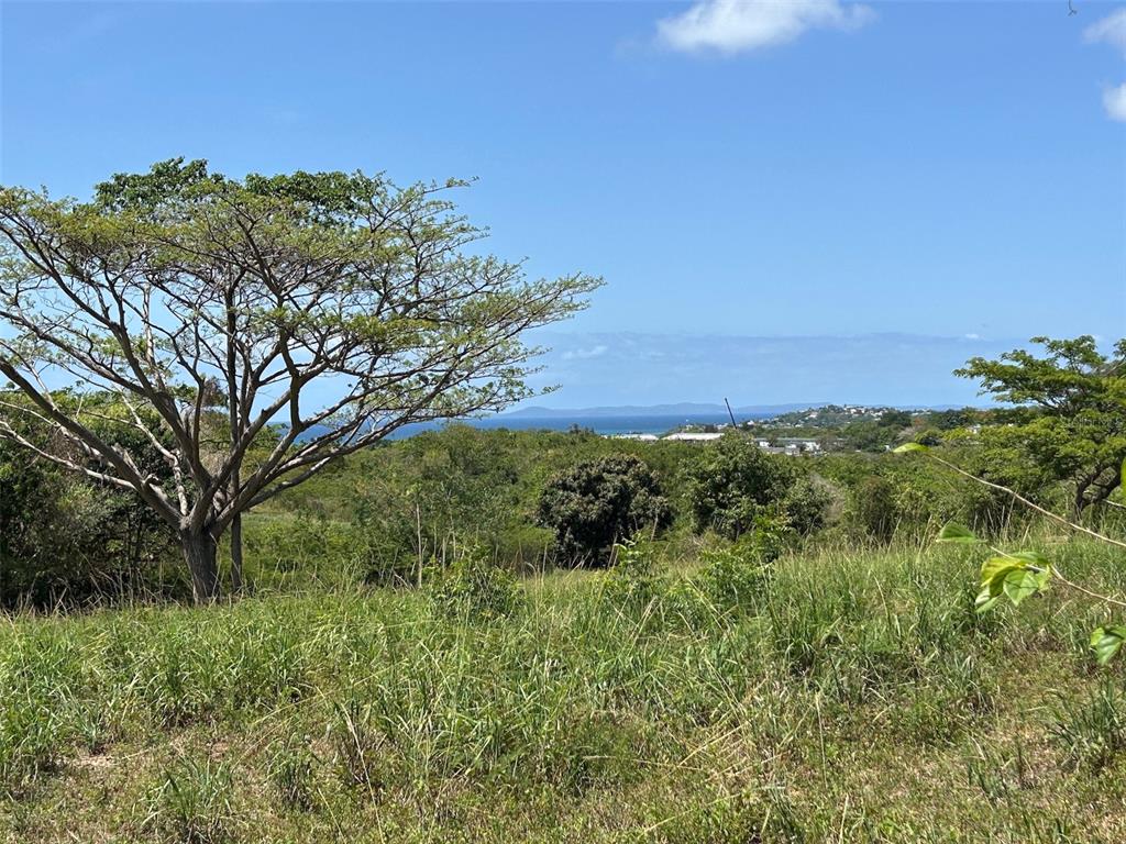 Martineau Interior, Vieques - 3