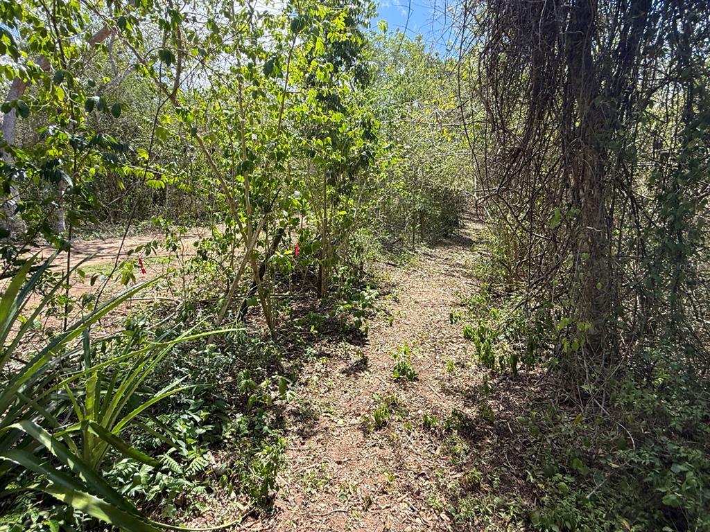 89, Calle Casa Hix, Vieques - 8