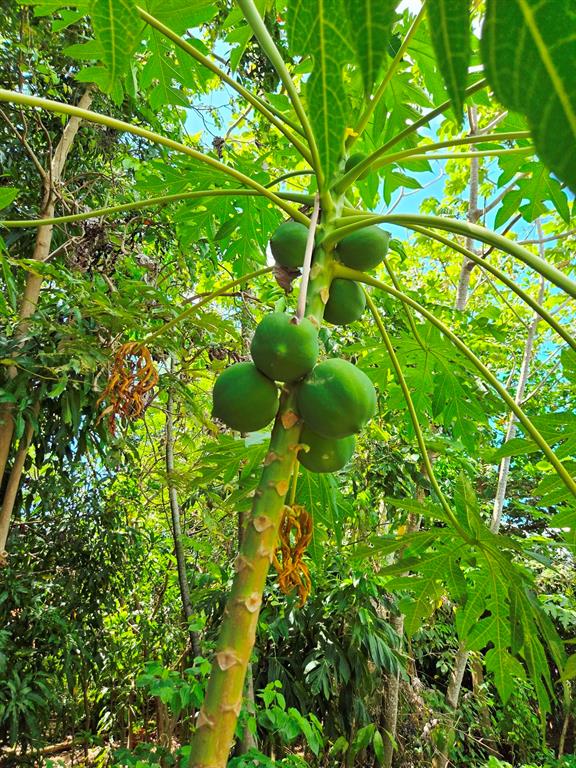 37, Calle Coral, Vieques - 31