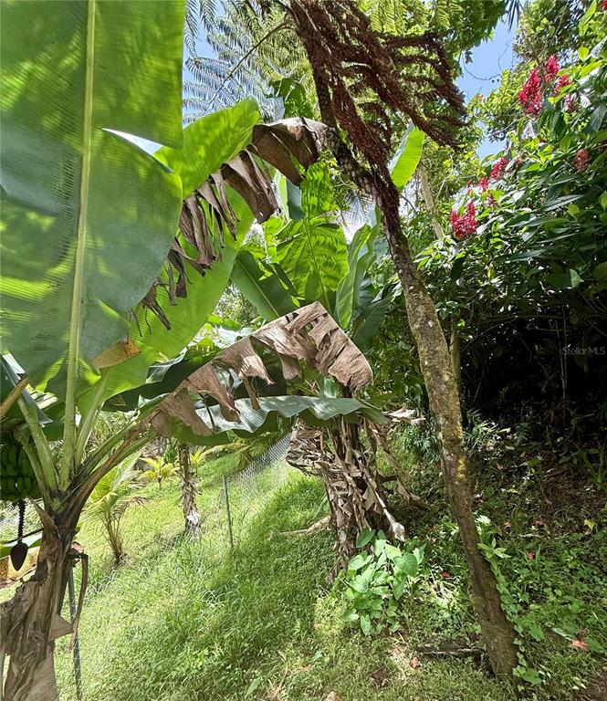 181, Route, Yabucoa - 15