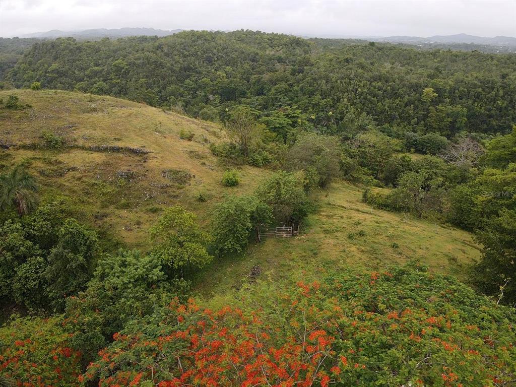 Pr 6684 Buena Vista, Km Hm 2.5, Morovis - 11