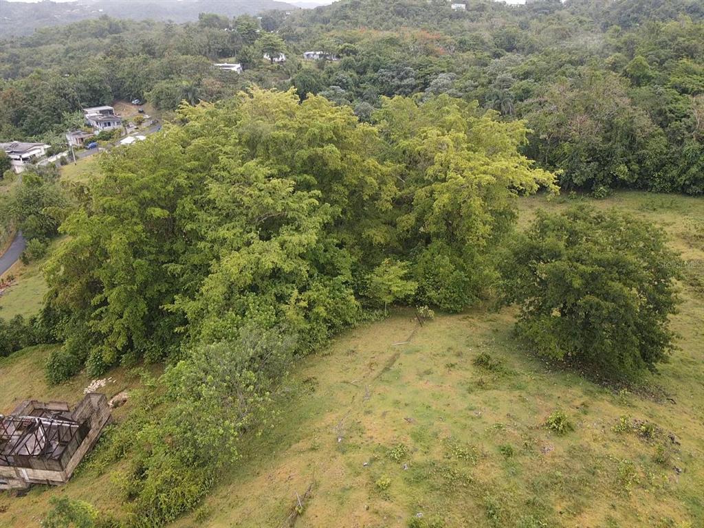 Pr 6684 Buena Vista, Km Hm 2.5, Morovis - 12
