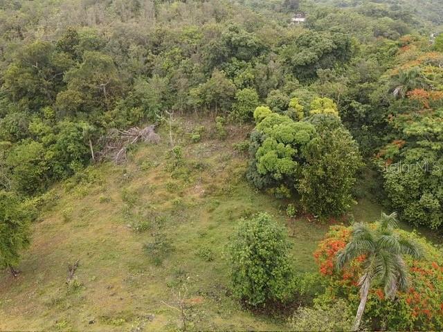 Pr 6684 Buena Vista, Km Hm 2.5, Morovis - 15