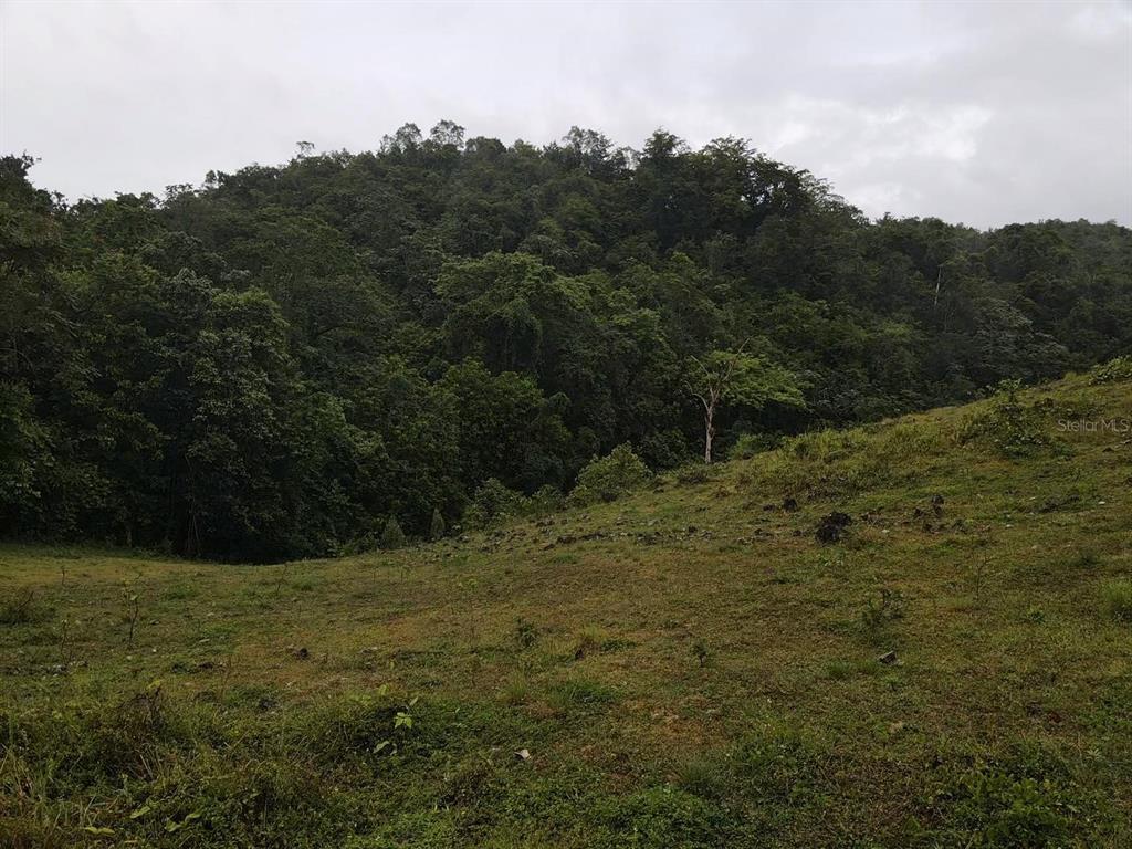 Pr 6684 Buena Vista, Km Hm 2.5, Morovis - 16