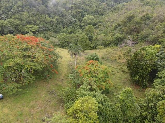 Pr 6684 Buena Vista, Km Hm 2.5, Morovis - 17