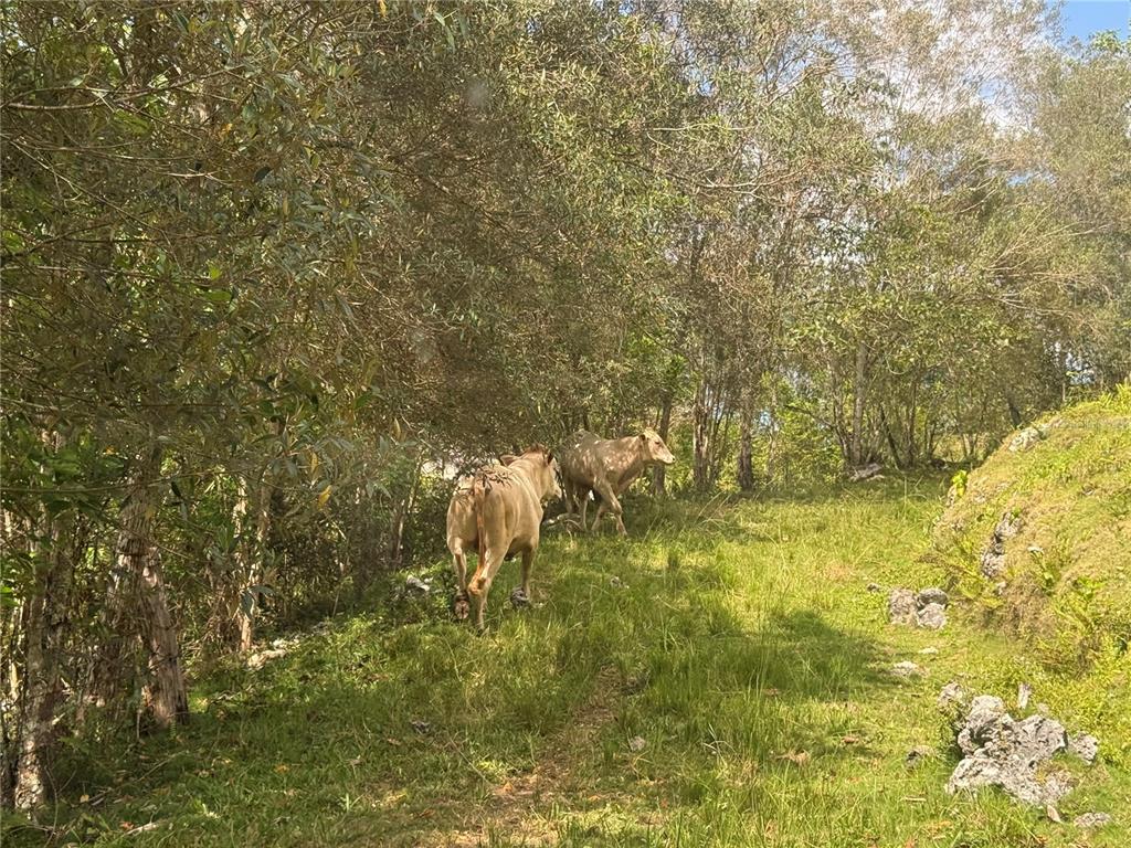 Pr 6684 Buena Vista, Km Hm 2.5, Morovis - 3