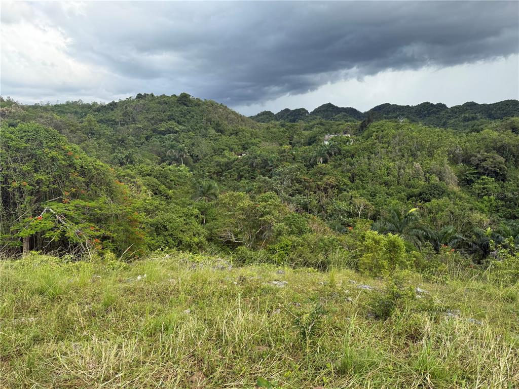 Pr 6684 Buena Vista, Km Hm 2.5, Morovis - 5