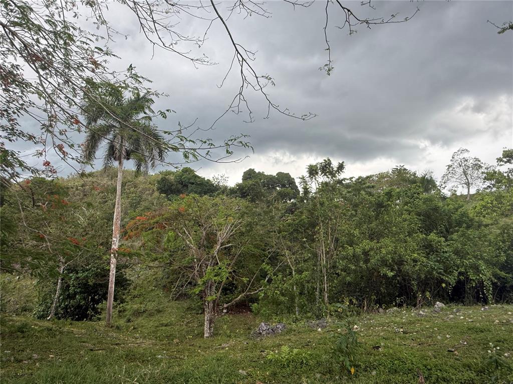 Pr 6684 Buena Vista, Km Hm 2.5, Morovis - 6