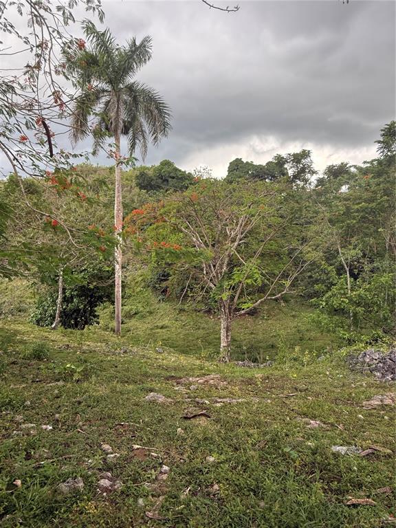 Pr 6684 Buena Vista, Km Hm 2.5, Morovis - 7