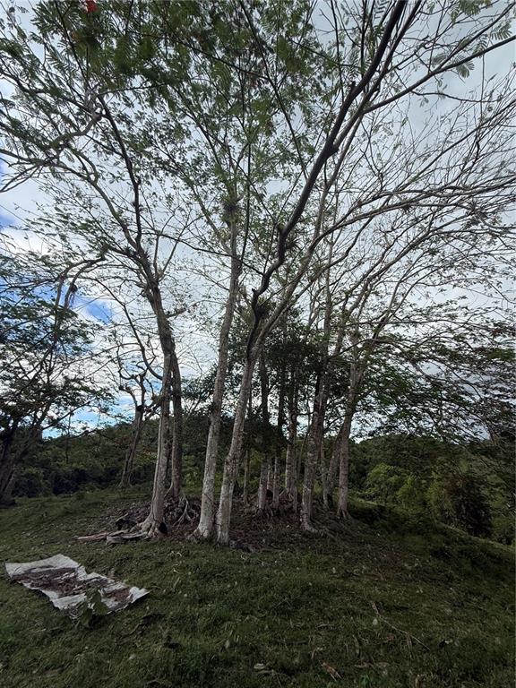 Pr 6684 Buena Vista, Km Hm 2.5, Morovis - 8