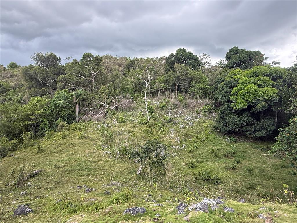 Pr 6684 Buena Vista, Km Hm 2.5, Morovis - 9