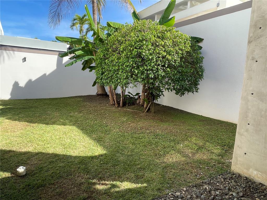 Palma Real, Coco Plumosa, Guaynabo - 5