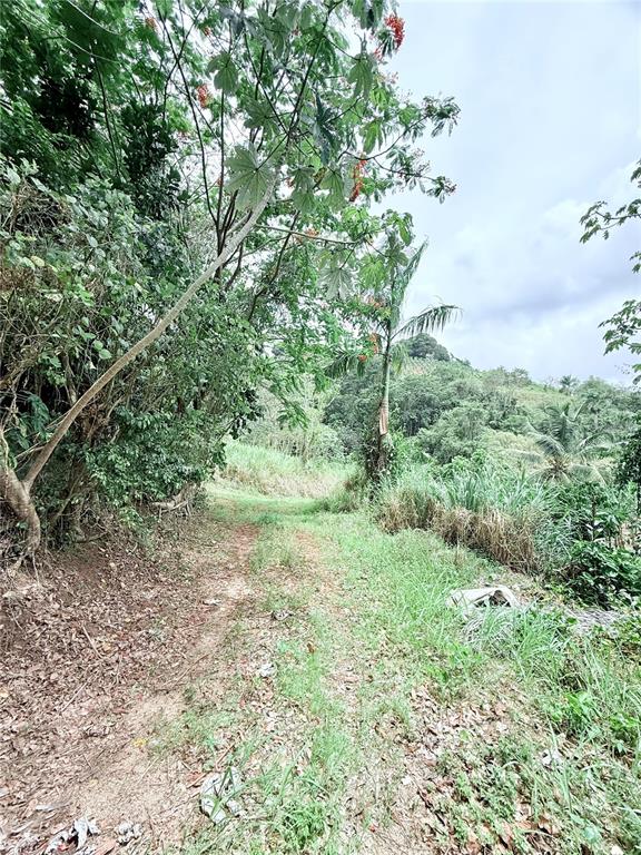 Km 0.9, Route 759, Maunabo - 13