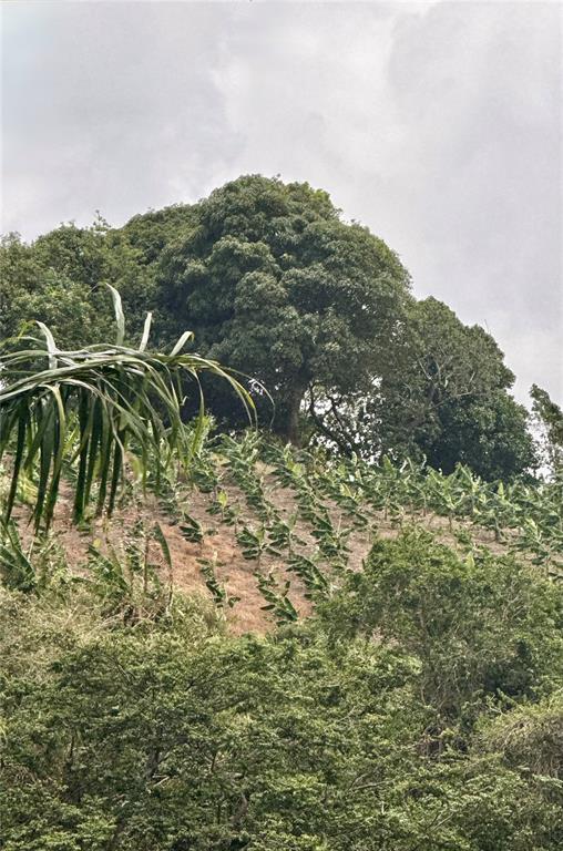Km 0.9, Route 759, Maunabo - 4
