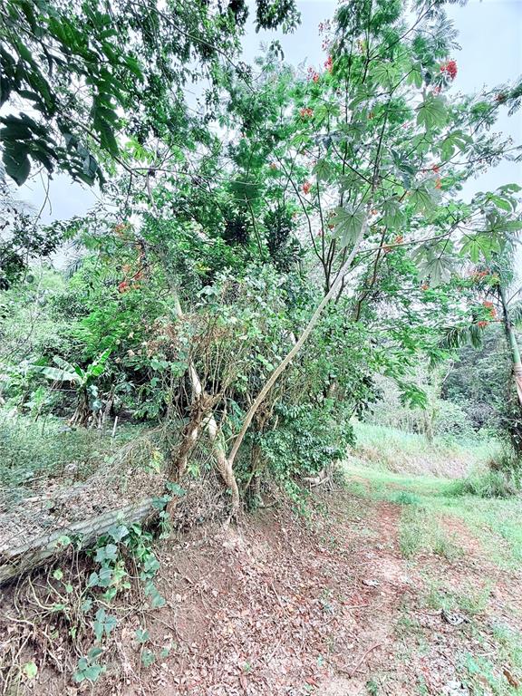 Km 0.9, Route 759, Maunabo - 7