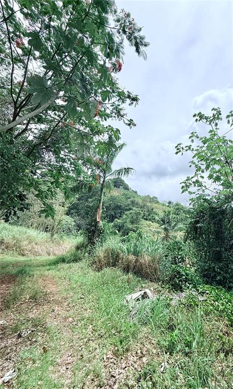 Km 0.9, Route 759, Maunabo - 8