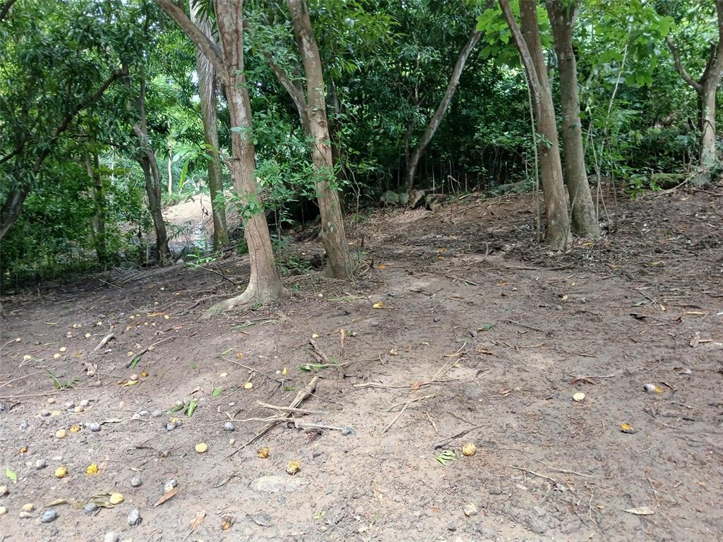 Barrero, Rincon - 4