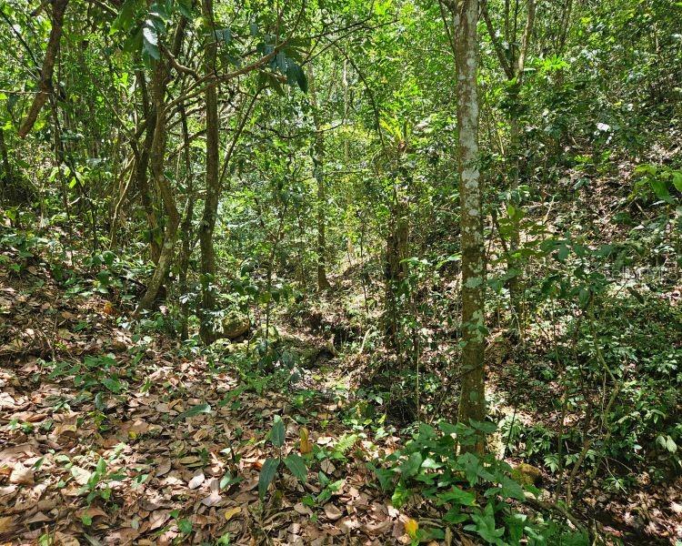 Hacienda De Cidra, Rabanal Parcela #32, Cidra - 16