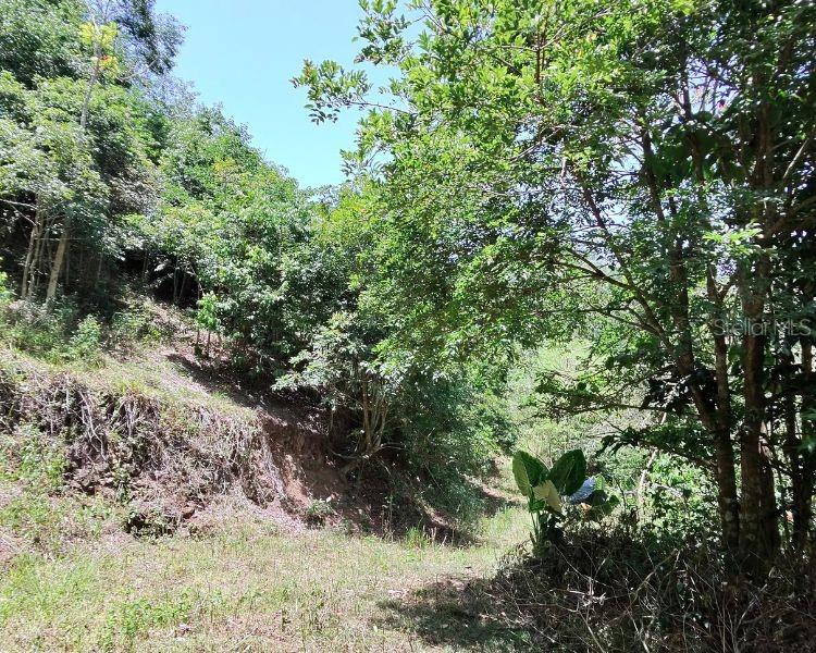 Hacienda De Cidra, Rabanal Parcela #32, Cidra - 17