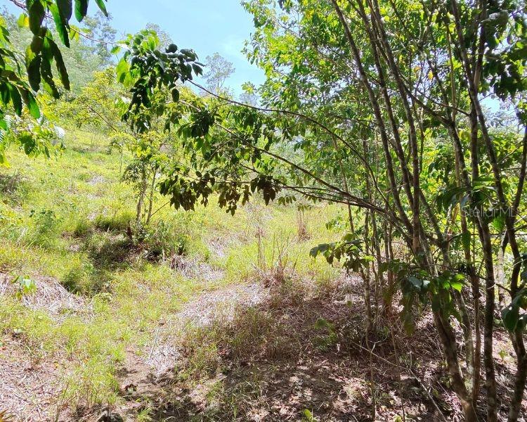 Hacienda De Cidra, Rabanal Parcela #32, Cidra - 8