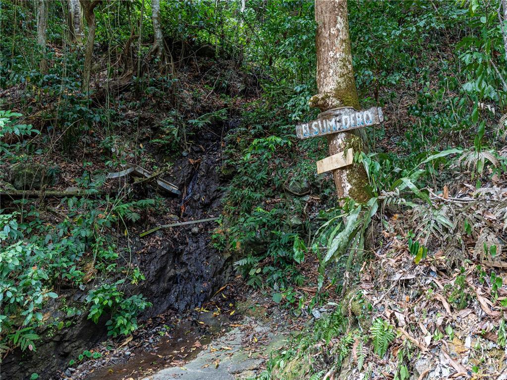 Tabonuco Ward, Sr 365 Km 6.4 Int, Sabana Grande - 12