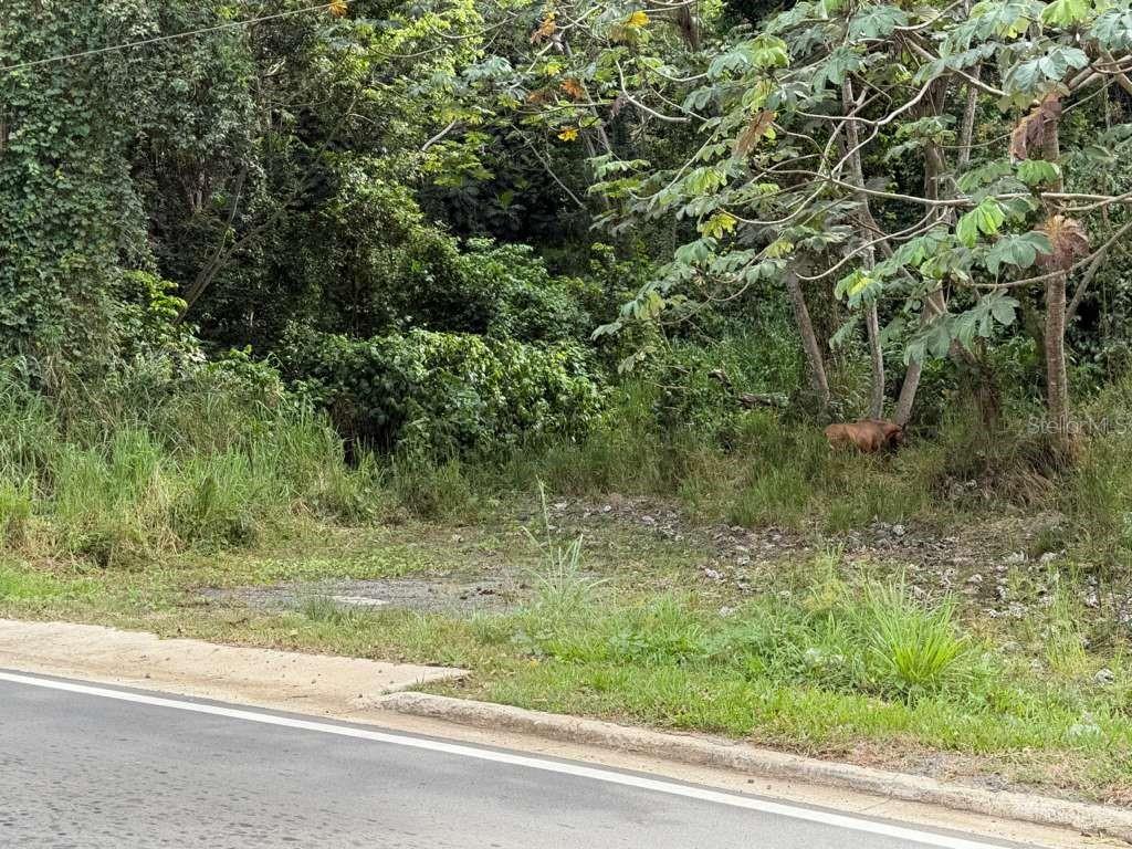 Rd 978 Km 2.7, Chupacallos Wd, Ceiba - 2