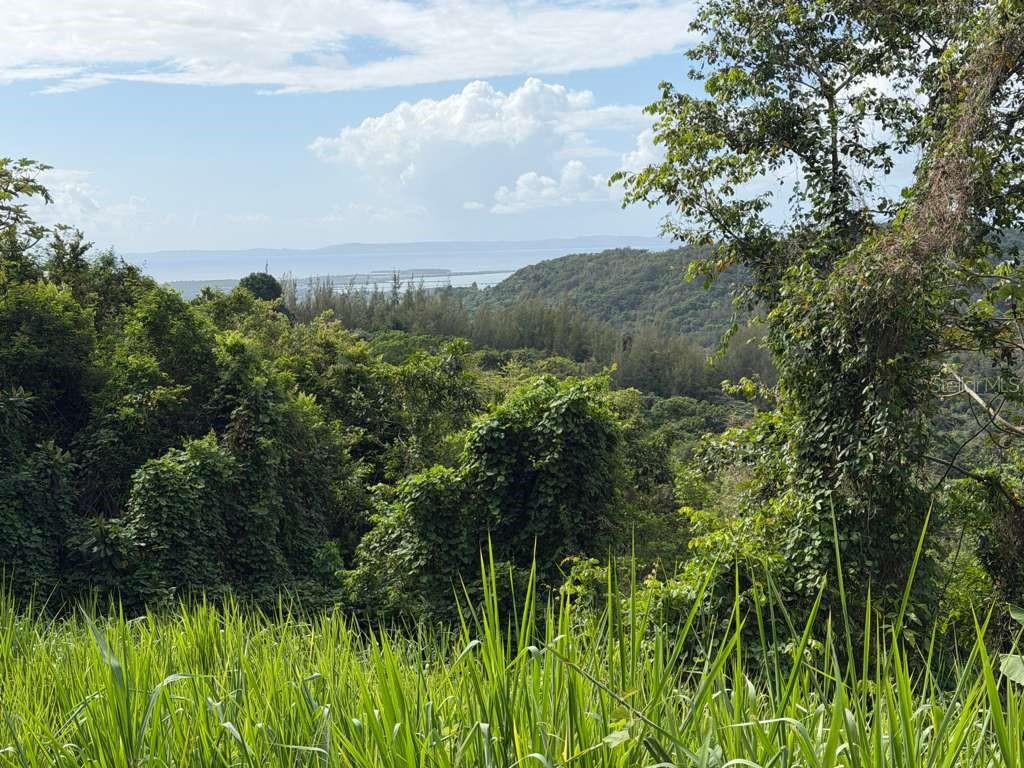 Rd 978 Km 2.7, Chupacallos Wd, Ceiba - 3