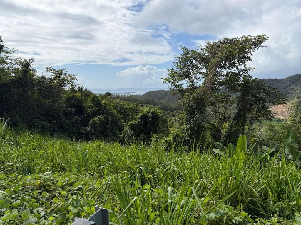 Rd 978 Km 2.7, Chupacallos Wd, Ceiba - 4
