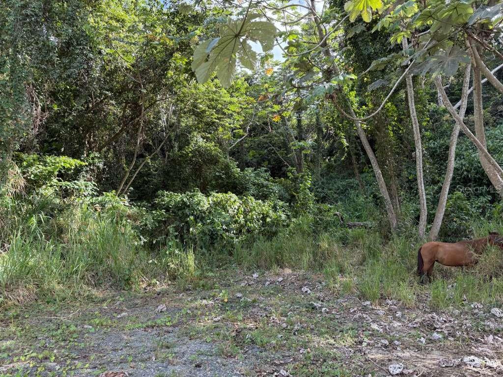 Rd 978 Km 2.7, Chupacallos Wd, Ceiba - 5