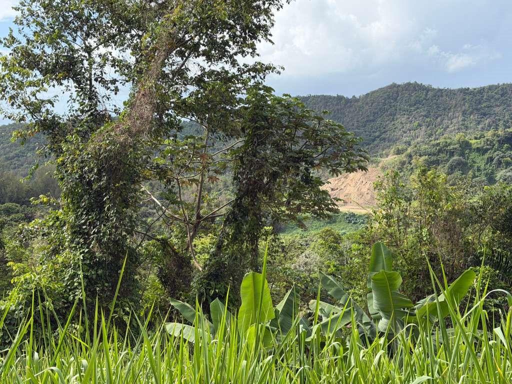 Rd 978 Km 2.7, Chupacallos Wd, Ceiba - 6