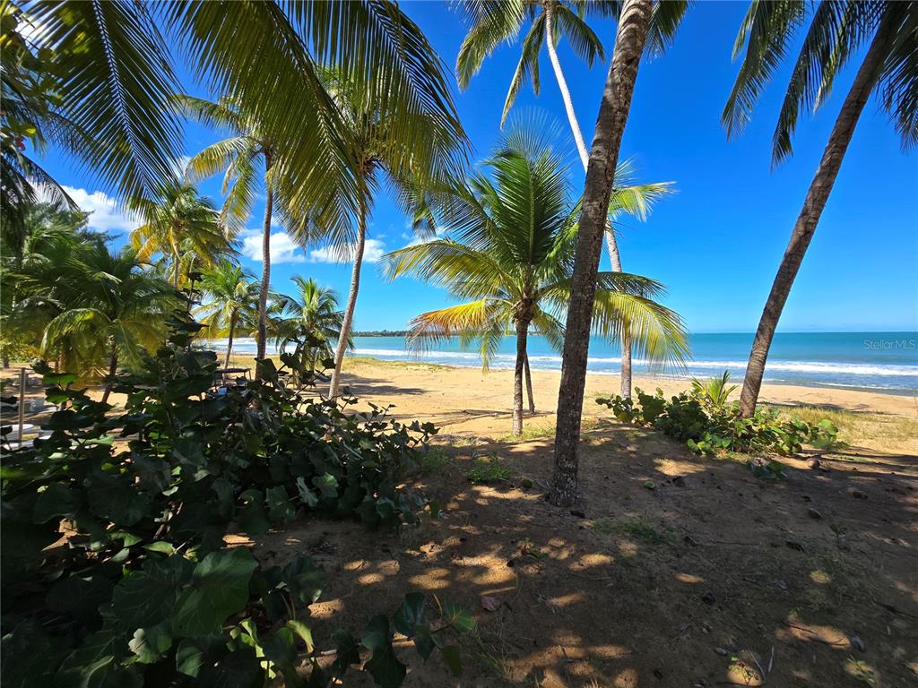 19, 351, Las Picaus, Playas Del Yunque, Rio Grande - 13