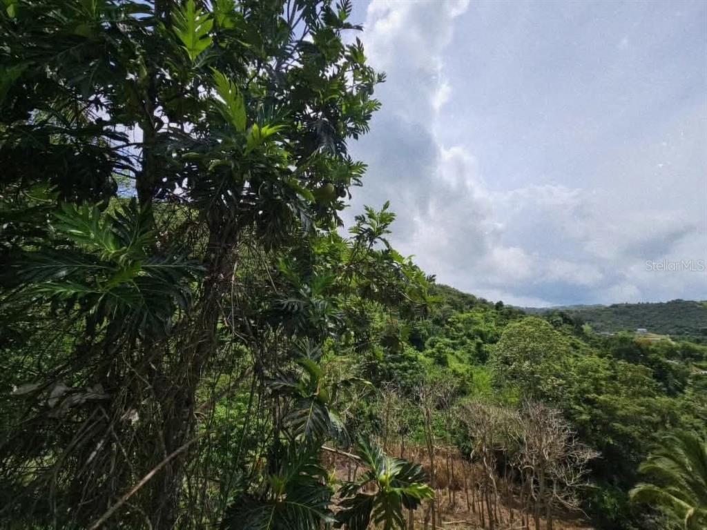 7730 Km02, Honduras, Cidra - 2