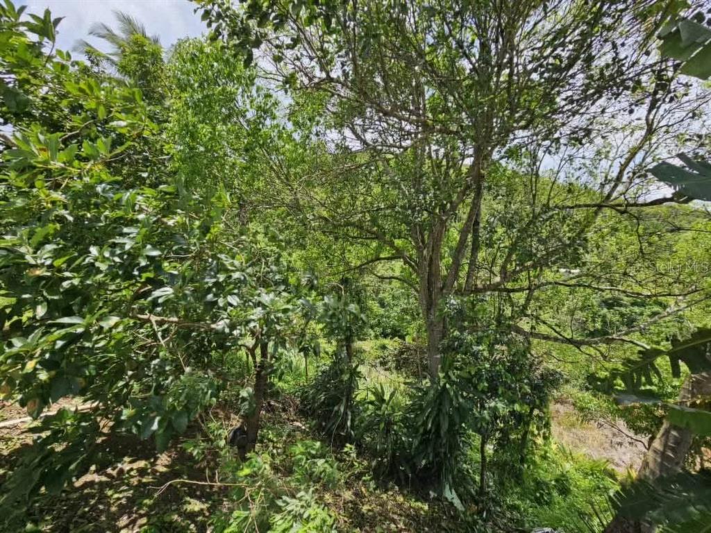 7730 Km02, Honduras, Cidra - 3