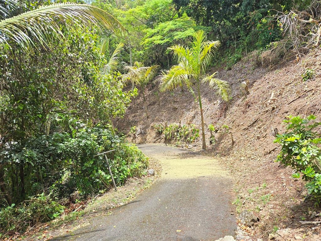 Pr 156 Km. 23.9, Rio Hondo Ward, Comerio - 3