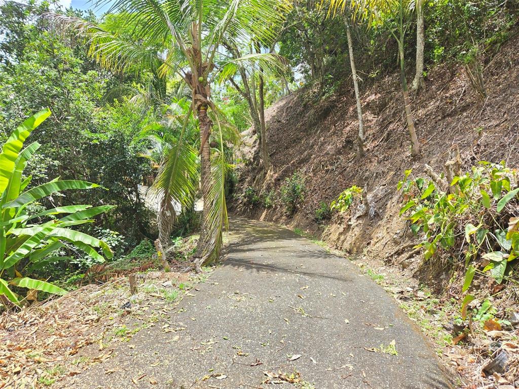 Pr 156 Km. 23.9, Rio Hondo Ward, Comerio - 4