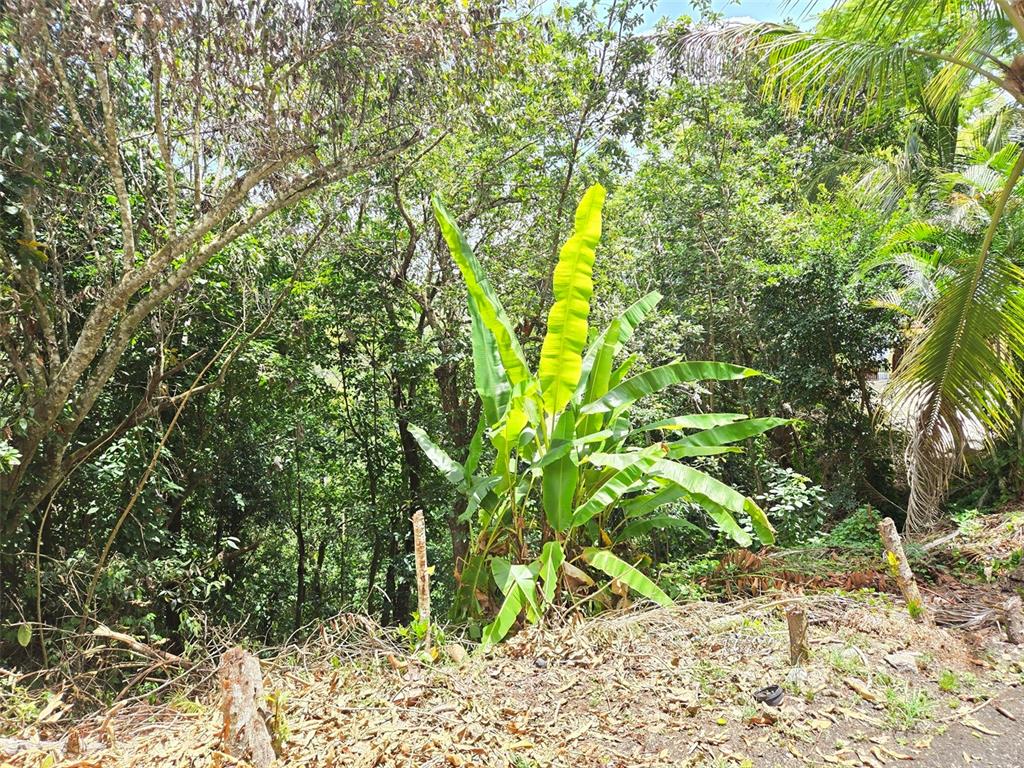 Pr 156 Km. 23.9, Rio Hondo Ward, Comerio - 45