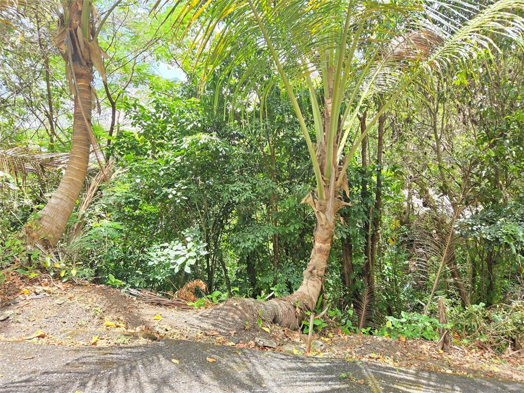 Pr 156 Km. 23.9, Rio Hondo Ward, Comerio - 46